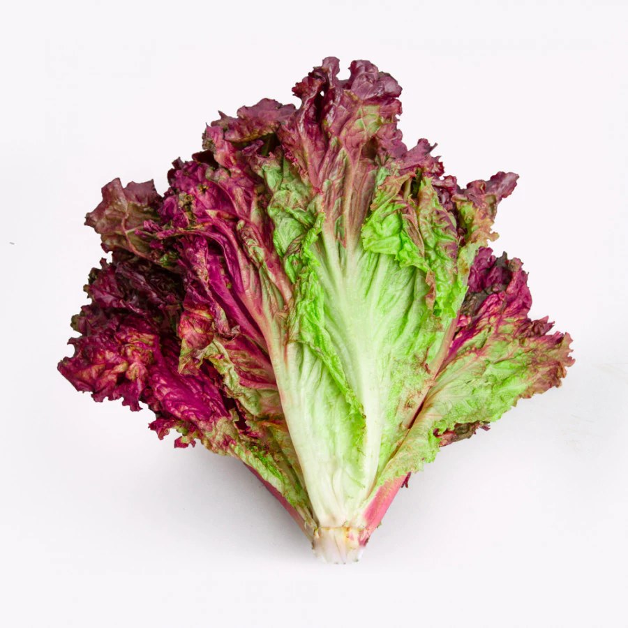 Lechuga Morada
